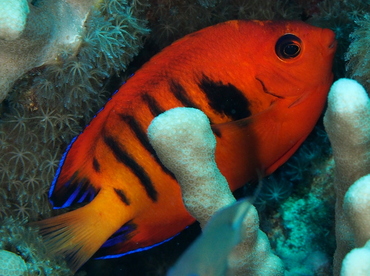 Flame Angelfish - Centropyge loriculus - Big Island, Hawaii