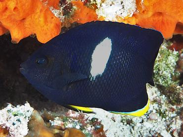 Keyhole Angelfish - Centropyge tibicen - Komodo, Indonesia