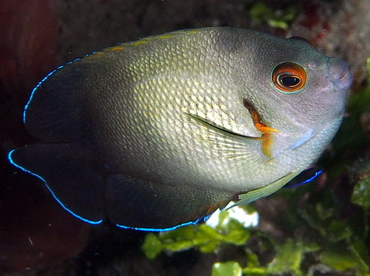 Pearl-Scaled Angelfish - Centropyge vrolikii - Bali, Indonesia