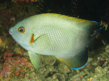 Pearl-Scaled Angelfish - Centropyge vrolikii - Anilao, Philippines