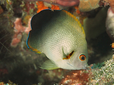 Pearl-Scaled Angelfish - Centropyge vrolikii - Wakatobi, Indonesia