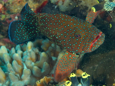 Bluespotted Grouper - Cephalopholis cyanostigma - Anilao, Philippines