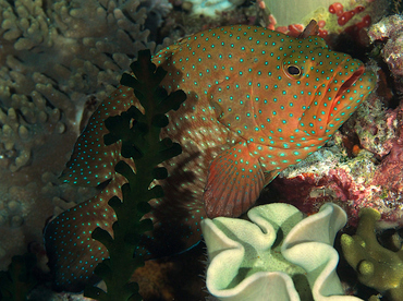 Bluespotted Grouper - Cephalopholis cyanostigma - Wakatobi, Indonesia