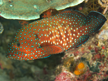 Bluespotted Grouper - Cephalopholis cyanostigma - Wakatobi, Indonesia