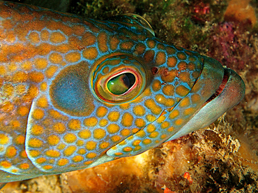 Panama Graysby - Cephalopholis panamensis - Cabo San Lucas, Mexico