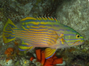 Harlequin Grouper - Cephalopholis polleni - Palau