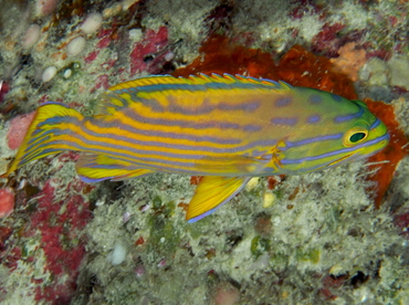 Harlequin Grouper - Cephalopholis polleni - Palau