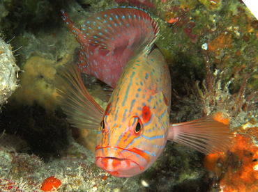 Six-Banded Grouper - Cephalopholis sexmaculata - Palau