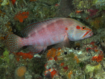 Six-Banded Grouper - Cephalopholis sexmaculata - Palau