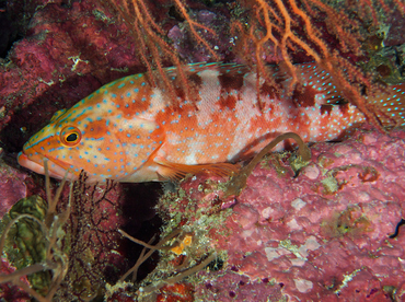 Six-Banded Grouper - Cephalopholis sexmaculata - Wakatobi, Indonesia