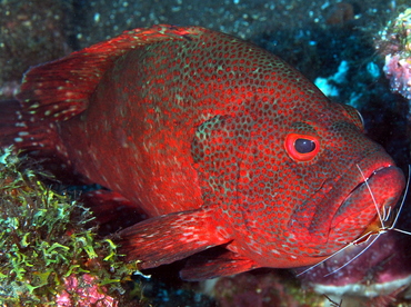 Tomato Grouper - Cephalopholis sonnerati - Bali, Indonesia