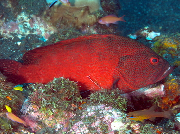 Tomato Grouper - Cephalopholis sonnerati - Bali, Indonesia