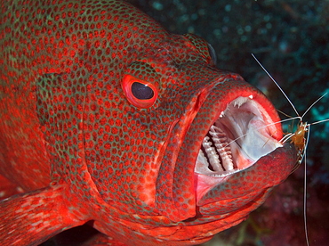 Tomato Grouper - Cephalopholis sonnerati - Bali, Indonesia