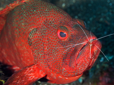 Tomato Grouper - Cephalopholis sonnerati - Bali, Indonesia