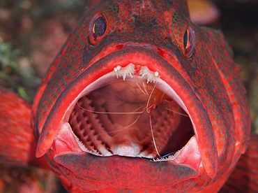 Tomato Grouper - Cephalopholis sonnerati - Bali, Indonesia