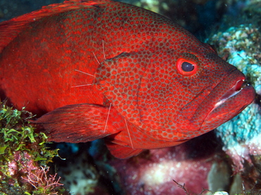 Tomato Grouper - Cephalopholis sonnerati - Bali, Indonesia