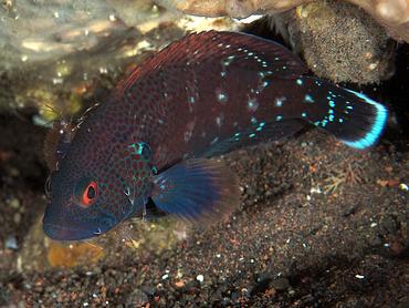 Tomato Grouper - Cephalopholis sonnerati - Bali, Indonesia