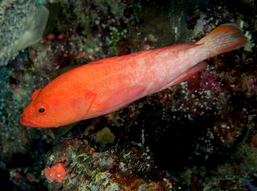 Strawberry Grouper - Cephalopholis spiloparaea - Fiji