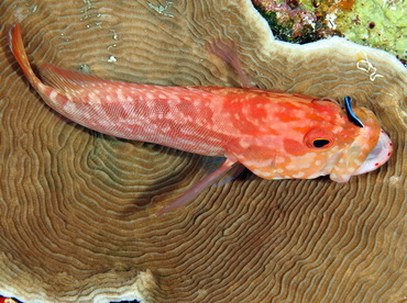 Strawberry Grouper - Cephalopholis spiloparaea - Palau