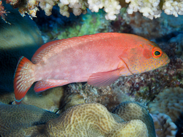 Strawberry Grouper - Cephalopholis spiloparaea - Great Barrier Reef, Australia