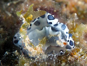 Black-Spotted Nudibranch - Ceratophyllidia papilligera - British Virgin Islands