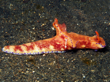 Many-Lobed Ceratosoma - Ceratosoma tenue - Lembeh Strait, Indonesia