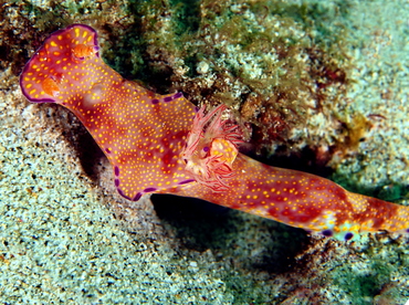 Many-Lobed Ceratosoma - Ceratosoma tenue - Bali, Indonesia