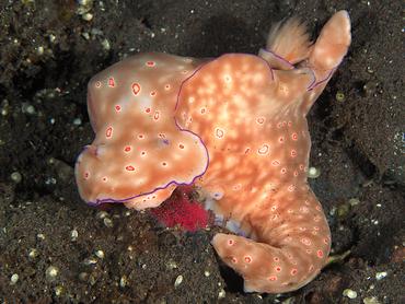 Many-Lobed Ceratosoma - Ceratosoma tenue - Bali, Indonesia