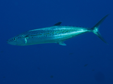 Cero - Scomberomorus regalis - Cozumel, Mexico