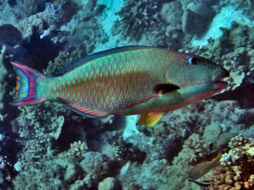Spotted Parrotfish - Cetoscarus ocellatus - Great Barrier Reef, Australia