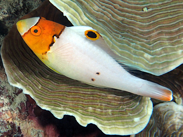 Spotted Parrotfish - Cetoscarus ocellatus - Great Barrier Reef, Australia