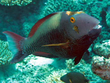 Spotted Parrotfish - Cetoscarus ocellatus - Great Barrier Reef, Australia