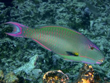 Spotted Parrotfish - Cetoscarus ocellatus - Rangiroa, French Polynesia