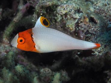 Spotted Parrotfish - Cetoscarus ocellatus - Komodo, Indonesia