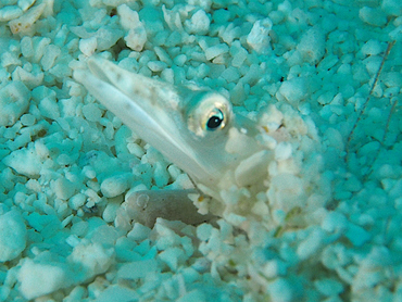 Yellowface Pikeblenny - Chaenopsis limbaughi - Cozumel, Mexico