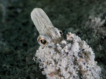 Yellowface Pikeblenny - Chaenopsis limbaughi - British Virgin Islands