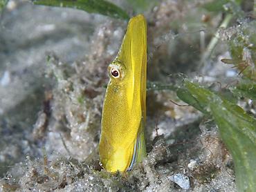 Bluethroat Pikeblenny - Chaenopsis ocellata - Blue Heron Bridge, Florida