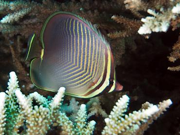 Eastern Triangular Butterflyfish - Chaetodon baronessa - Lombok, Indonesia
