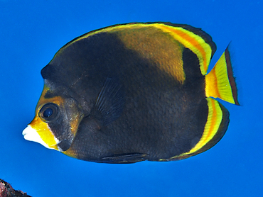 Black Butterflyfish - Chaetodon flavirostris - Great Barrier Reef, Australia