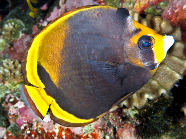 Black Butterflyfish - Chaetodon flavirostris - Great Barrier Reef, Australia
