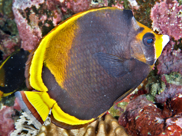 Black Butterflyfish - Chaetodon flavirostris - Great Barrier Reef, Australia