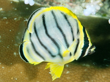 Meyer's Butterflyfish - Chaetodon meyeri - Wakatobi, Indonesia