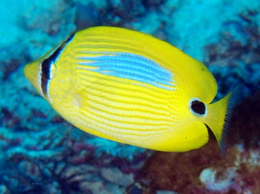 Blue-Spot Butterflyfish - Chaetodon plebeius - Fiji
