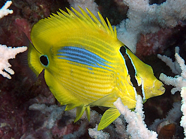 Blue-Spot Butterflyfish - Chaetodon plebeius - Great Barrier Reef, Australia