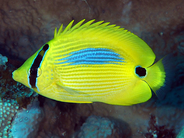 Blue-Spot Butterflyfish - Chaetodon plebeius - Great Barrier Reef, Australia