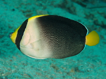Vermiculated Angelfish - Chaetodontoplus mesoleucus - Anilao, Philippines