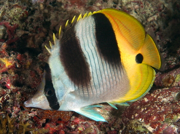 Pacific Double-Saddle Butterflyfish - Chaetodon ulietensis - Palau