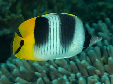 Pacific Double-Saddle Butterflyfish - Chaetodon ulietensis - Wakatobi, Indonesia