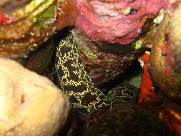 Chain Moray Eel - Echidna catenata - Bonaire