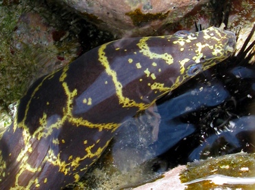 Chain Moray Eel - Echidna catenata - St Thomas, USVI